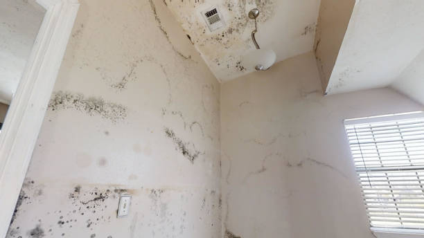 Best Forensic Mold Investigation  in Rochester Hills, MI